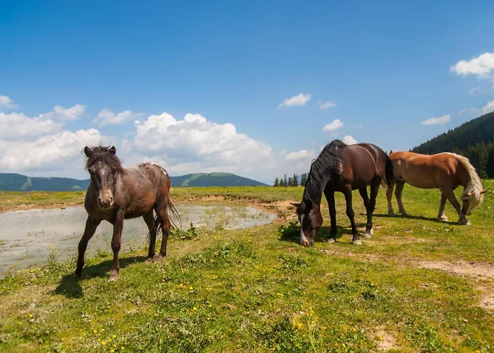 Casa de Férias Pool & Wellness Sunshine - Happy Vransko